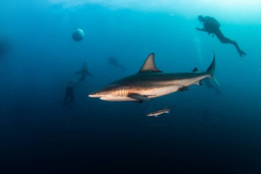 Resim Güney Afrika 'da bir Blacktip (Zambezi) Köpekbalığını gösteriyor