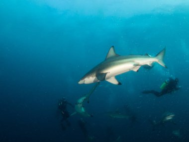 Resim Güney Afrika 'da bir Blacktip (Zambezi) Köpekbalığını gösteriyor