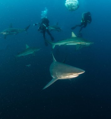 Resim Güney Afrika 'da bir Blacktip (Zambezi) Köpekbalığını gösteriyor