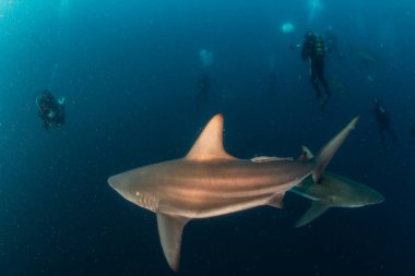 Resim Güney Afrika 'da bir Blacktip (Zambezi) Köpekbalığını gösteriyor
