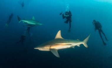Resim Güney Afrika 'da bir Blacktip (Zambezi) Köpekbalığını gösteriyor