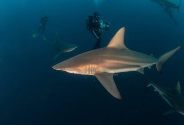 Resim Güney Afrika 'da bir Blacktip (Zambezi) Köpekbalığını gösteriyor