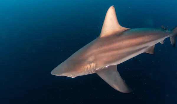 Bild Zeigt Einen Schwarzspitzenhai Sambesi Südafrika — Stockfoto