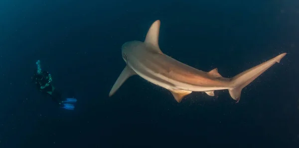 Képen Egy Blacktip Zambezi Cápa Látható Dél Afrikában — Stock Fotó