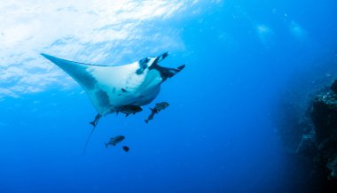 Manta