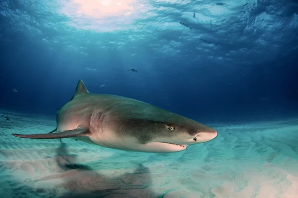 Лимонная акула черный и белый — стоковое фото