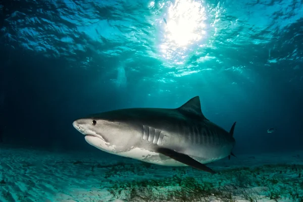 Cytryna Shark czarno-białe — Zdjęcie stockowe