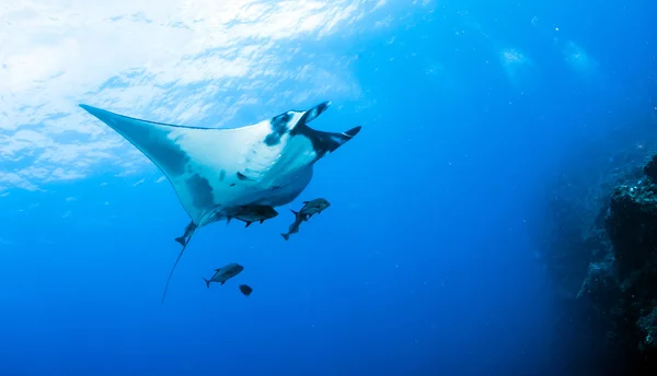 Manta. — Fotografia de Stock