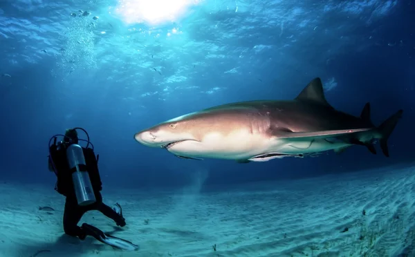 Tiburón limón blanco y negro — Foto de Stock