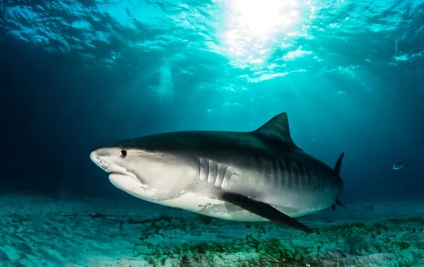 Citrom cápa fekete-fehér — Stock Fotó