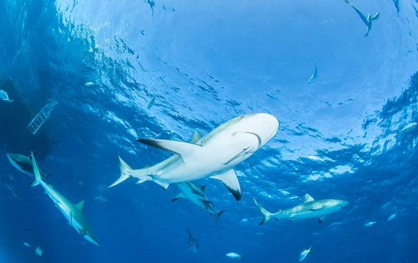 Καραϊβικής reef καρχαρίας — Φωτογραφία Αρχείου