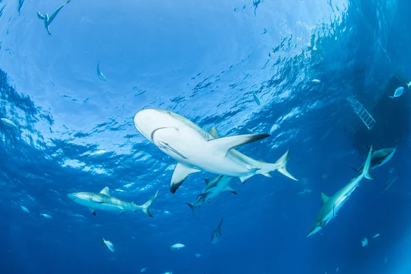 Καραϊβικής reef καρχαρίας — Φωτογραφία Αρχείου