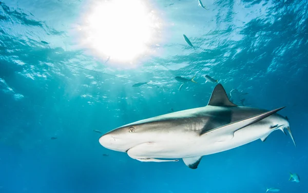 Caribbean reef shark Royalty Free Stock Images