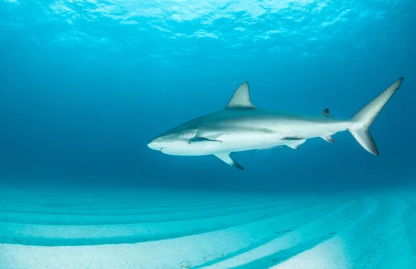 Haai duiken Bahama 's — Stockfoto