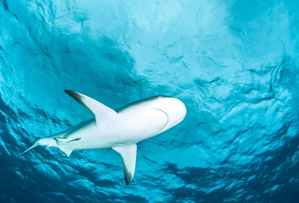 Shark diving Bahamas — Stock Photo, Image