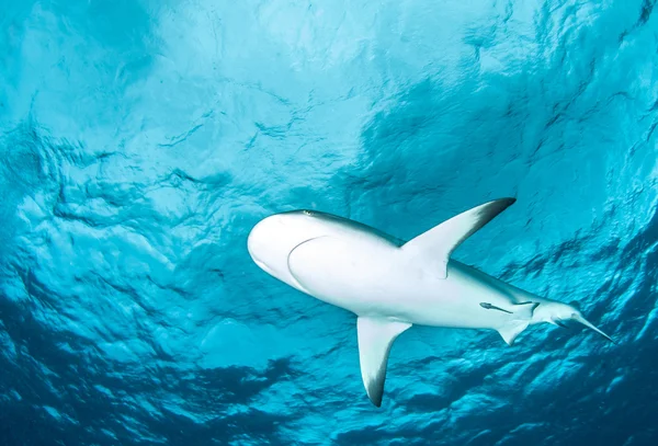 Shark dykning Bahamas — Stockfoto