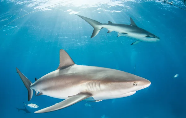 Buceo de tiburones Bahamas —  Fotos de Stock