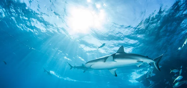 Plongée requin Bahamas — Photo