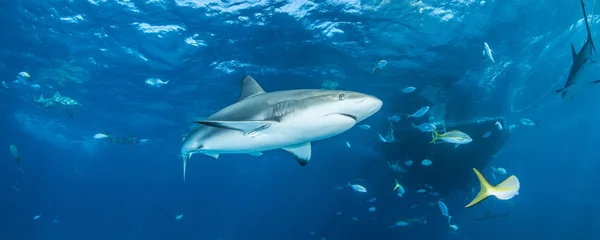 Shark dykning Bahamas — Stockfoto