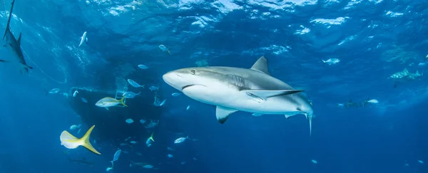 Haifischtauchen auf Bahamas — Stockfoto