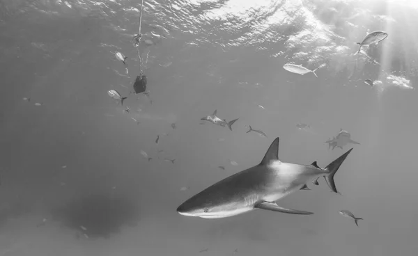 Shark dykning Bahamas — Stockfoto