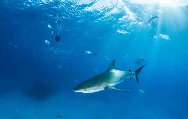 Plongée requin Bahamas — Photo