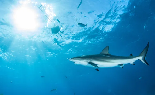 Buceo de tiburones Bahamas — Foto de Stock