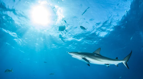 Mergulho de tubarão Bahamas — Fotografia de Stock