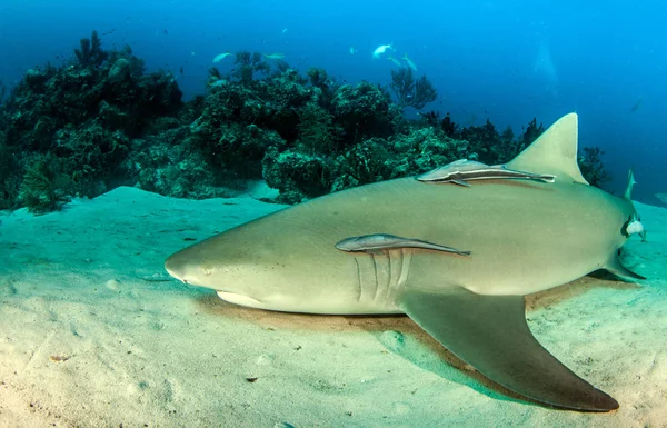 Shark diving Bahamas — Stock Photo, Image
