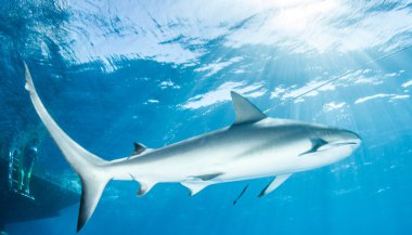 Dalış, köpekbalığı Bahamalar