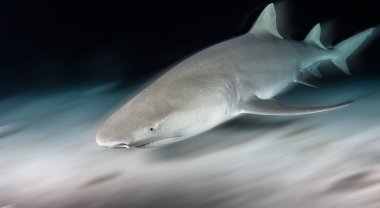 Köpekbalığı dalış Bahamalar