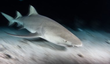 Köpekbalığı dalış Bahamalar