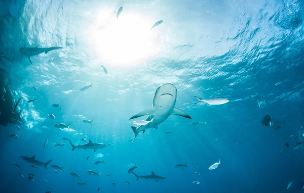 Buceo de tiburones, Bahamas — Foto de Stock