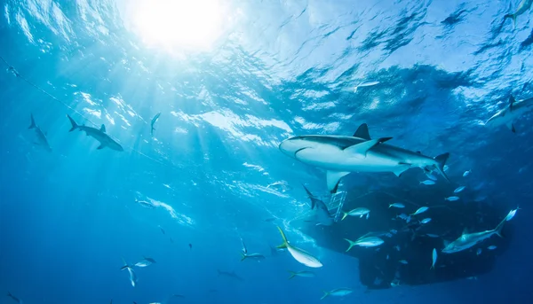 Shark diving, Bahamas