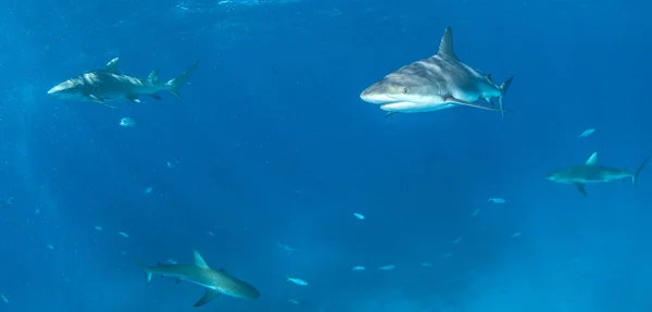 Immersioni con gli squali, Bahamas — Foto Stock