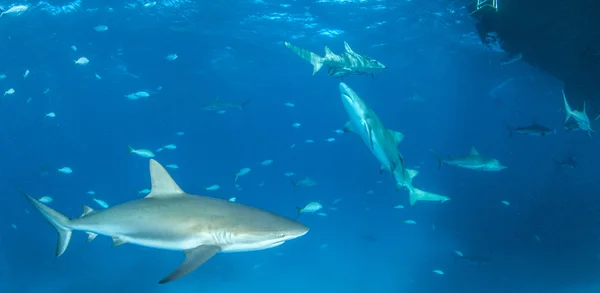 Mergulho de tubarão, Bahamas — Fotografia de Stock