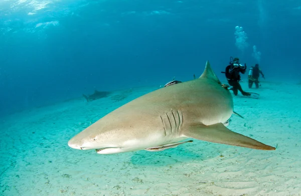 Buceo de tiburones, Bahamas —  Fotos de Stock