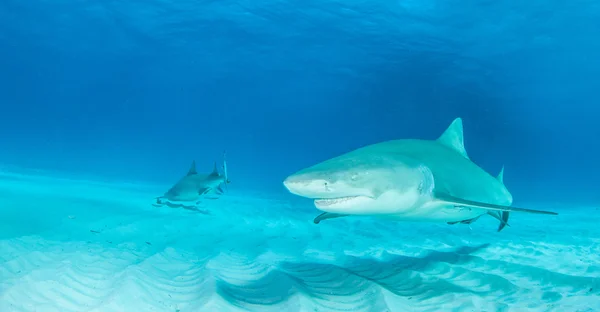 鲨鱼潜水巴哈马 — 图库照片