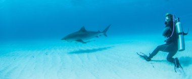Dalış, köpekbalığı Bahamalar