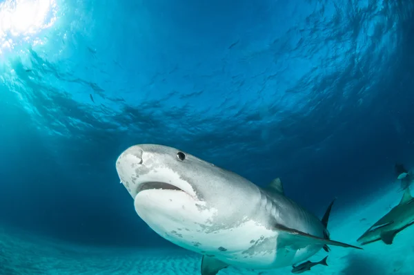 Plongée avec requin, Bahamas — Photo