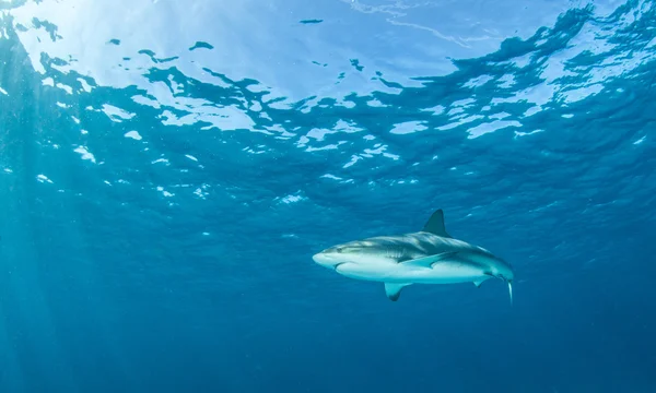 Прыжки с акулы — стоковое фото