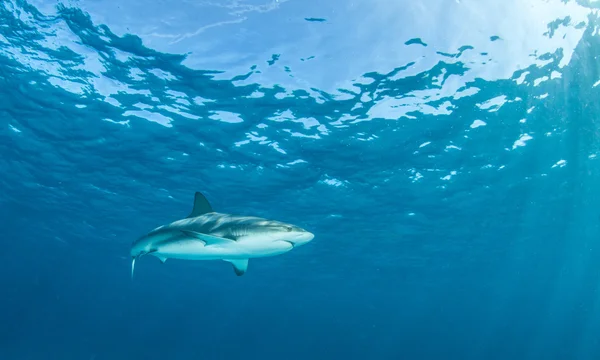 Shark dykning, Bahamas — Stockfoto