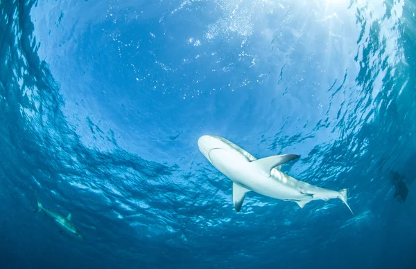 Buceo de tiburones, Bahamas — Foto de Stock