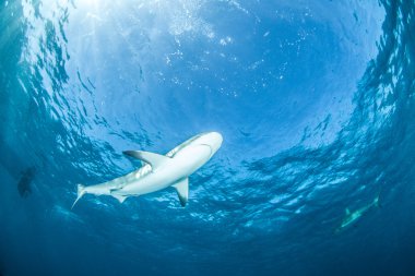 Köpekbalığı dalış Bahamalar