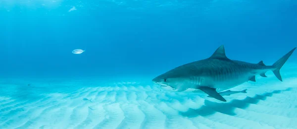 Buceo de tiburones, Bahamas — Foto de Stock