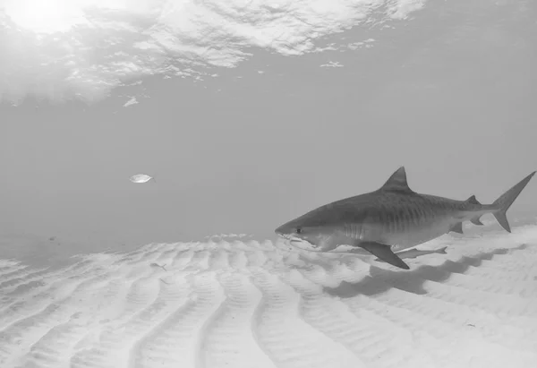 Dalış, köpekbalığı Bahamalar — Stok fotoğraf