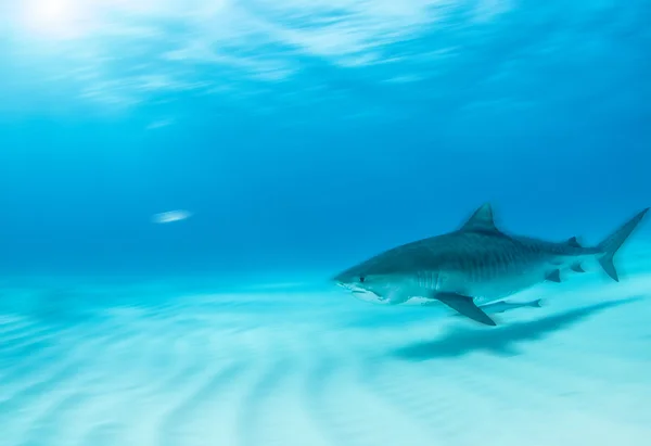 Buceo de tiburones, Bahamas — Foto de Stock