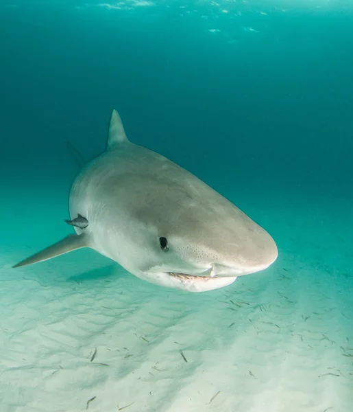 Haifischtauchen auf Bahamas — Stockfoto