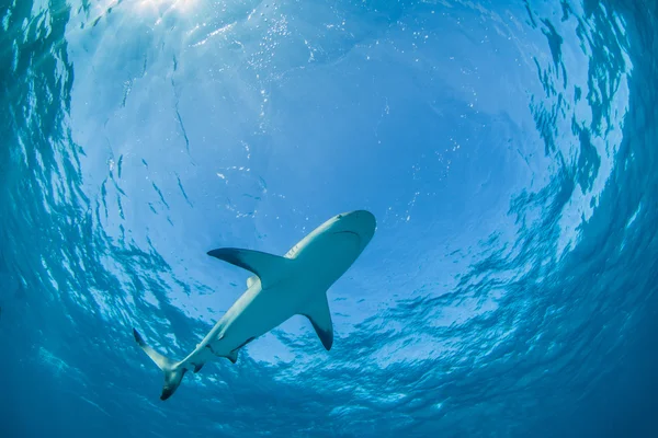 Mergulho de tubarão Bahamas — Fotografia de Stock