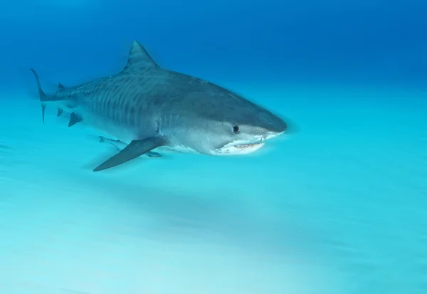 Καρχαρία καταδύσεις Μπαχάμες — Φωτογραφία Αρχείου